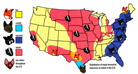 Rabies: Discussion, Causes, Treatment, Prevention Image